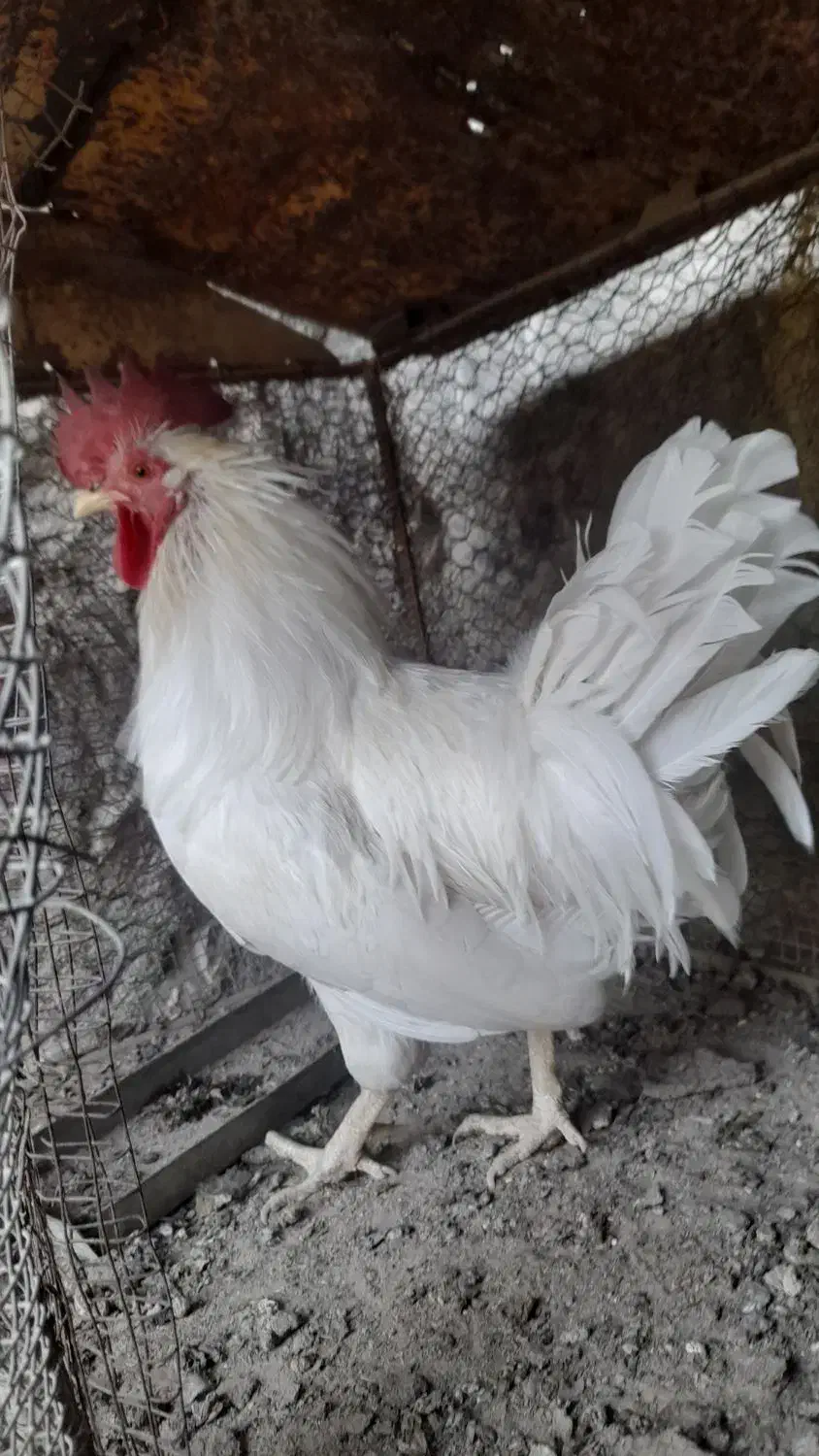 مرغ خروس|حیوانات مزرعه|گله دار, |دیوار