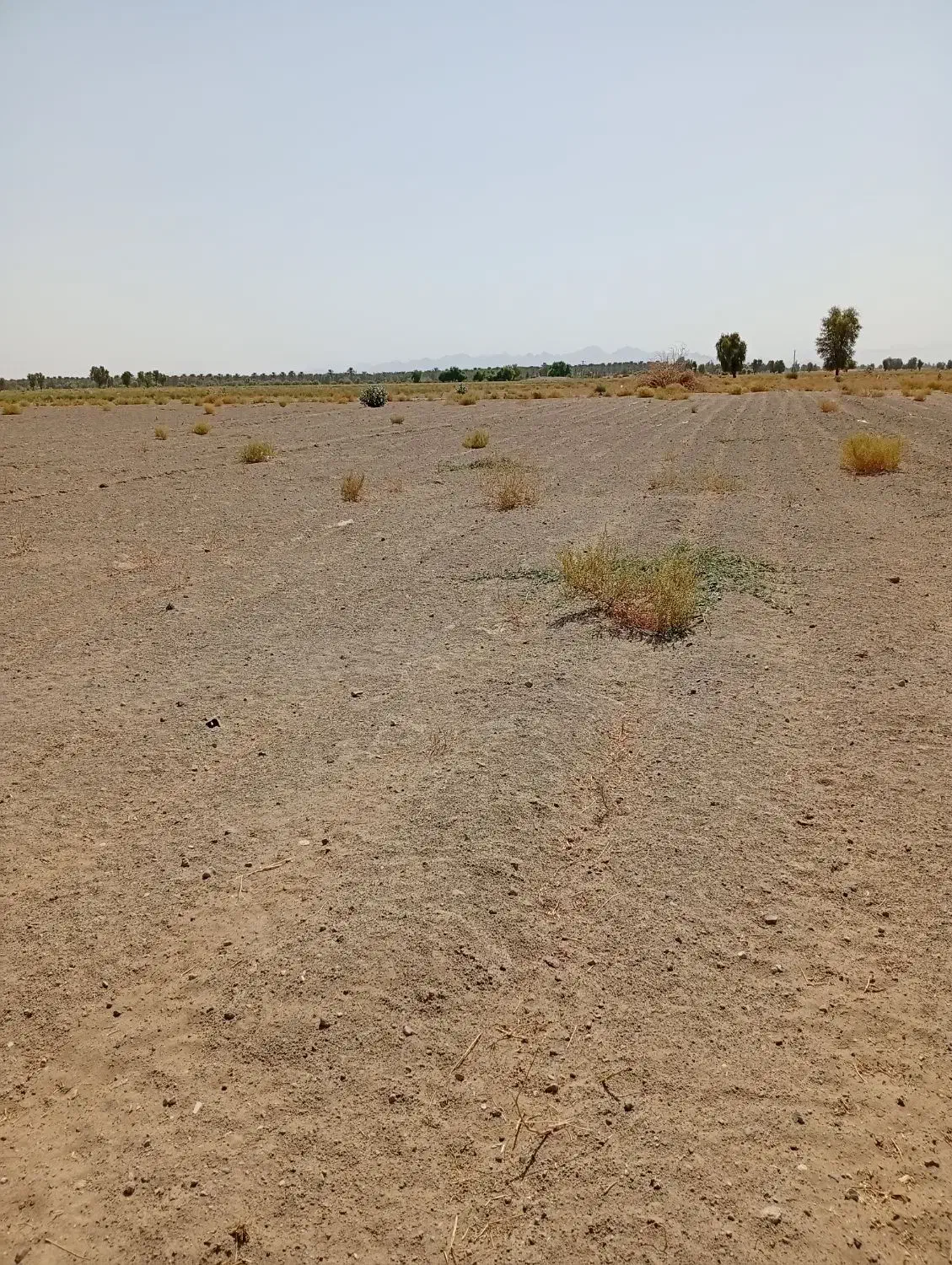 زمین کشاورزی. جهت کشت. پیاز و گوجه شراکتی|اجارهٔ دفتر صنعتی، کشاورزی، تجاری|کهنوج, |دیوار