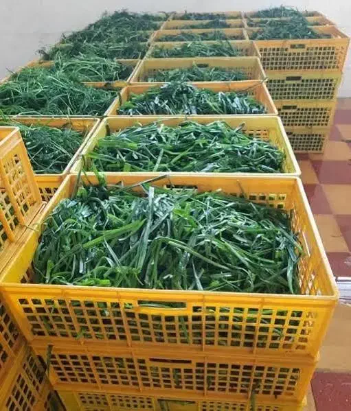 سبزیجات58هزار و صیفی جات آماده و محصولات ارگانیک|خدمات پذیرایی، مراسم|مشهد, گلشور|دیوار