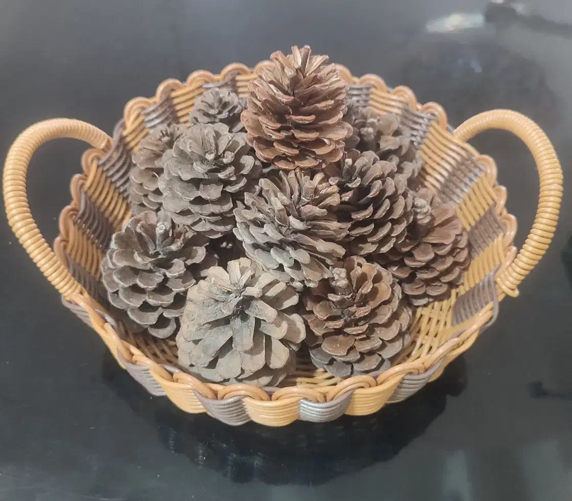 کاج|گل و گیاه طبیعی|بندر کنگان, |دیوار