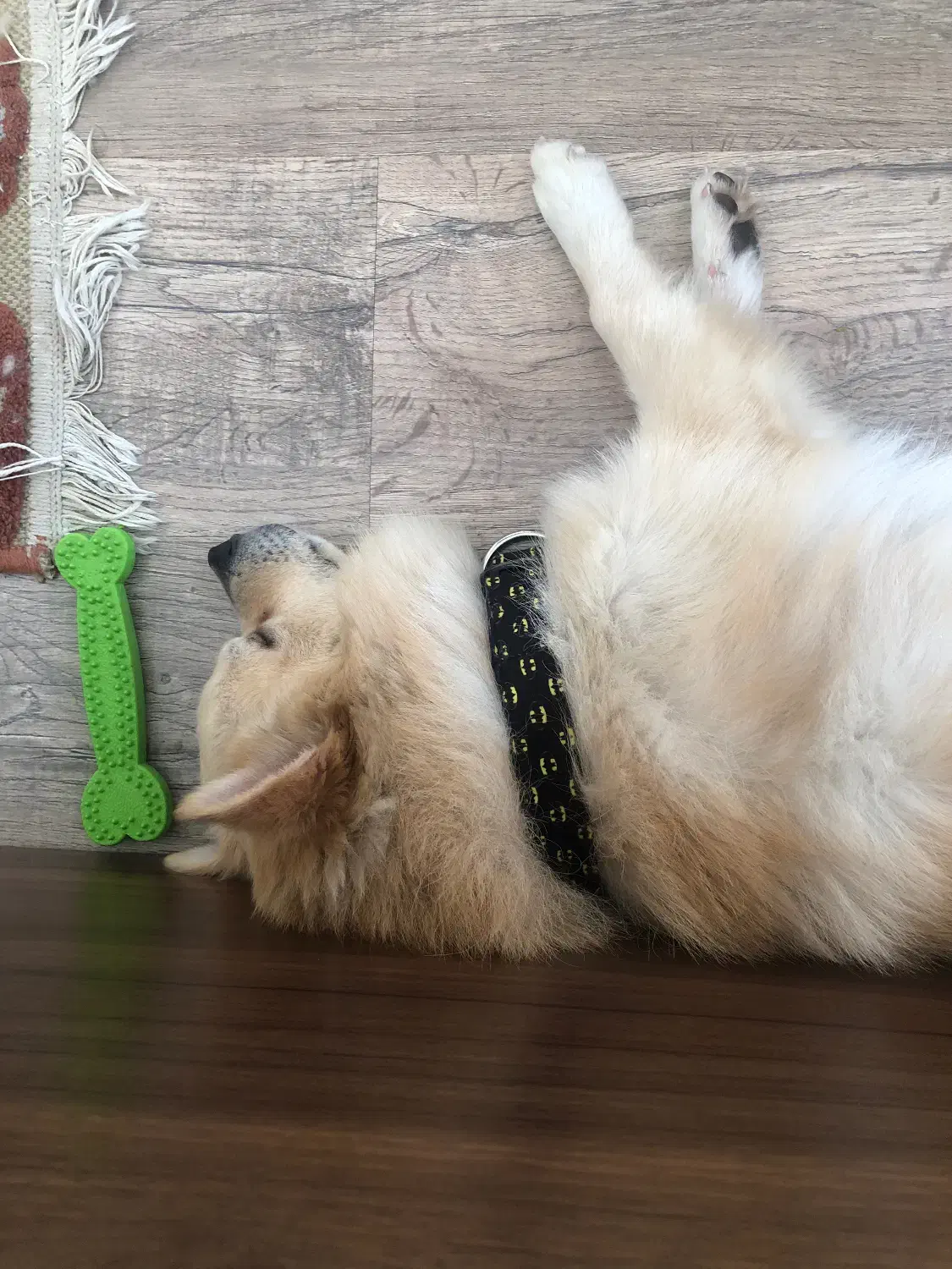 میکس پامر و اشپیدز|سگ|تهران, سوهانک|دیوار