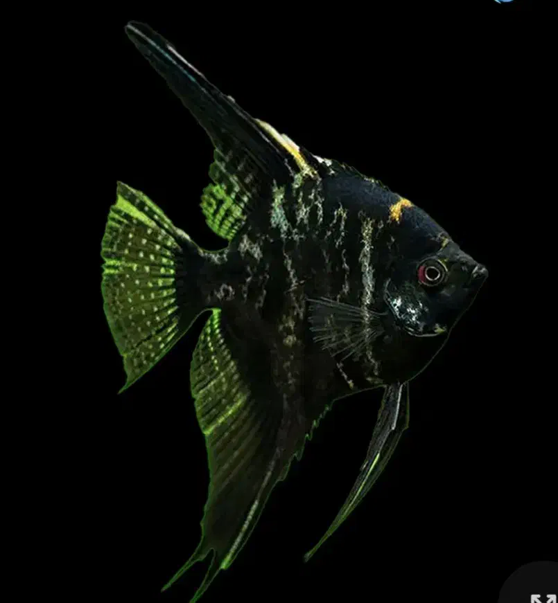 ماهی آنجل جفت|ماهی|مشهد, شریف|دیوار