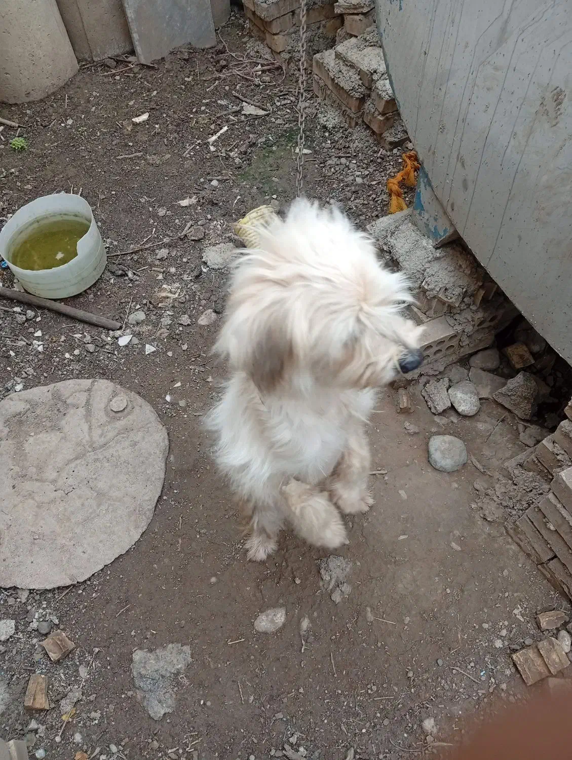 سگ معاوضه|سگ|خان ببین, |دیوار