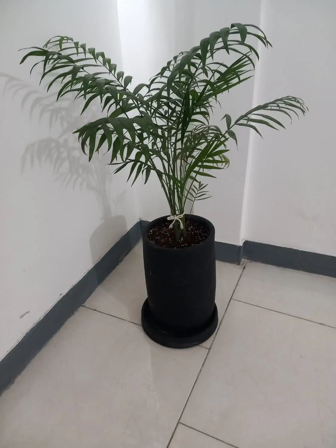 فرش گرد گل و گلدان|فرش|پاکدشت, پاکدشت (مامازند)|دیوار