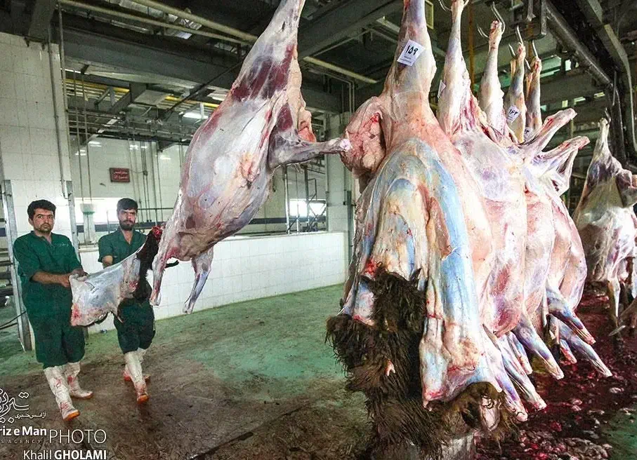 طرح مصرف خانوار1عدد*هرسرپرست دام زنده تضمینی|حیوانات مزرعه|مشهد, شهرک رازی (شهرک غرب)|دیوار