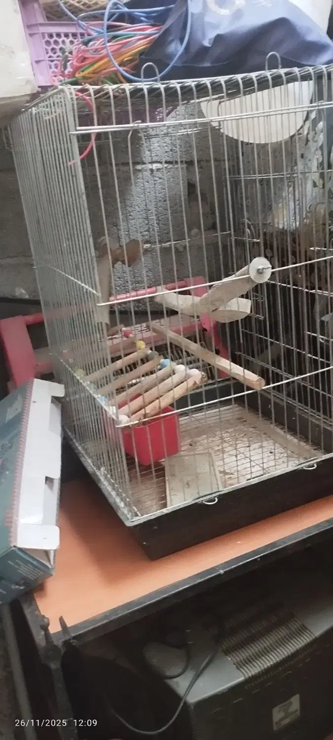 قفس پرنده|لوازم جانبی حیوانات|محمودآباد, |دیوار