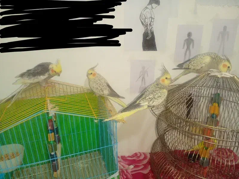 عروس هلندی قیمت پایین|پرنده|ابهر, |دیوار