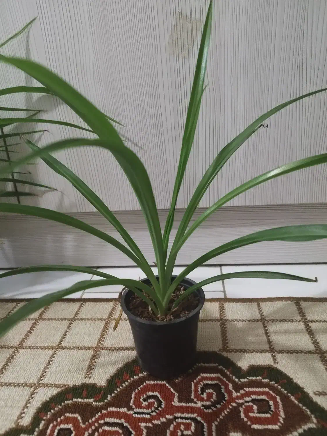 گل گندمی|گل و گیاه طبیعی|مشهد, نوید|دیوار