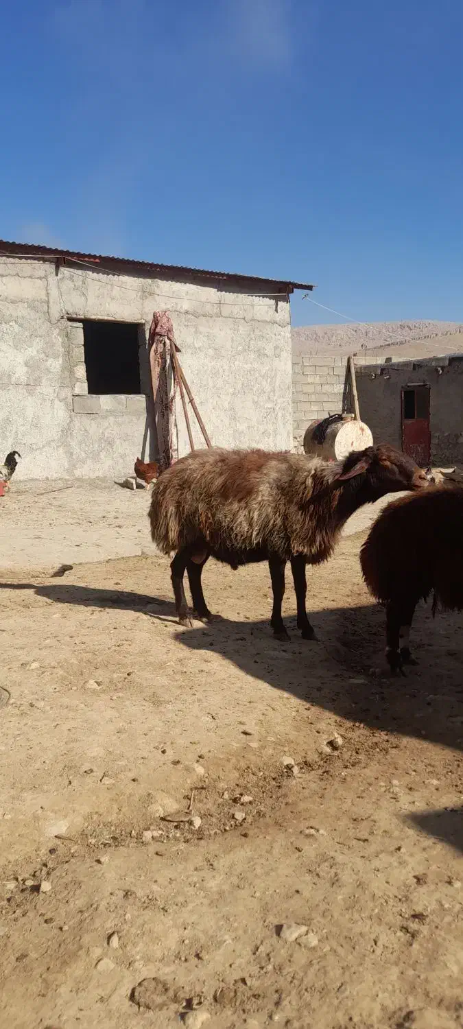 قوچافشاری|حیوانات مزرعه|هرسین, |دیوار