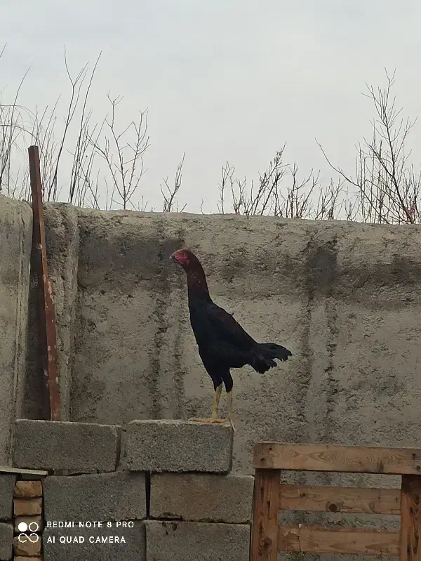 خروس لاری|حیوانات مزرعه|محمدیه-قزوین, |دیوار