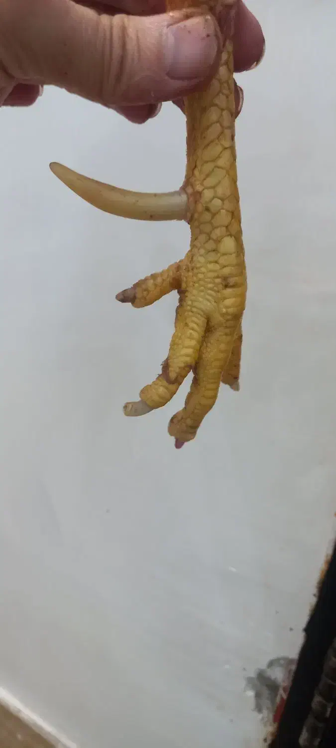 لاری خروس|حیوانات مزرعه|حویق, |دیوار