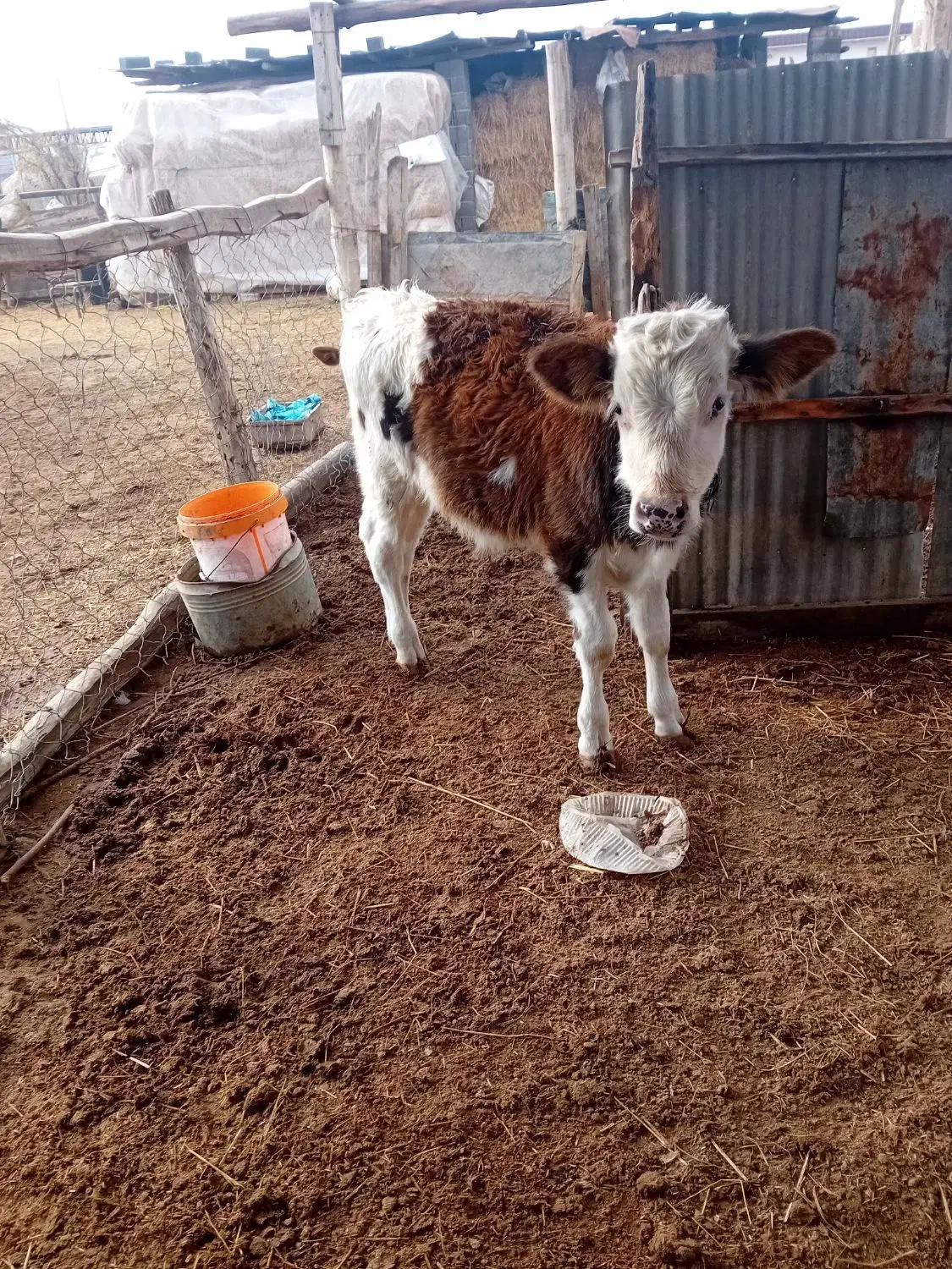 گوساله سیمینتال|حیوانات مزرعه|انبارآلوم, |دیوار