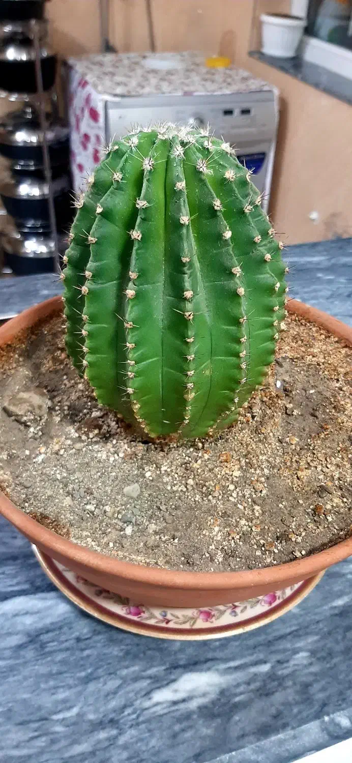 فروش کاتوس اچینو چهارساله|گل و گیاه طبیعی|سقز, |دیوار