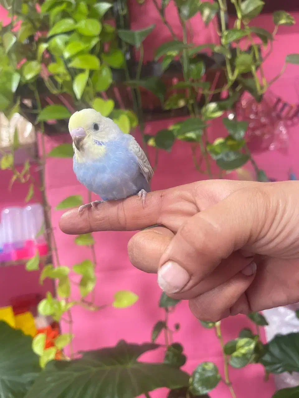 مرغ عشق فول رام|پرنده|محمودآباد, |دیوار