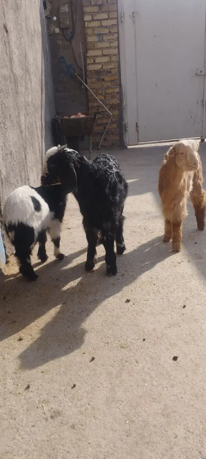 بزغاله نر خرج خوره|حیوانات مزرعه|کرج, حصارک پایین|دیوار