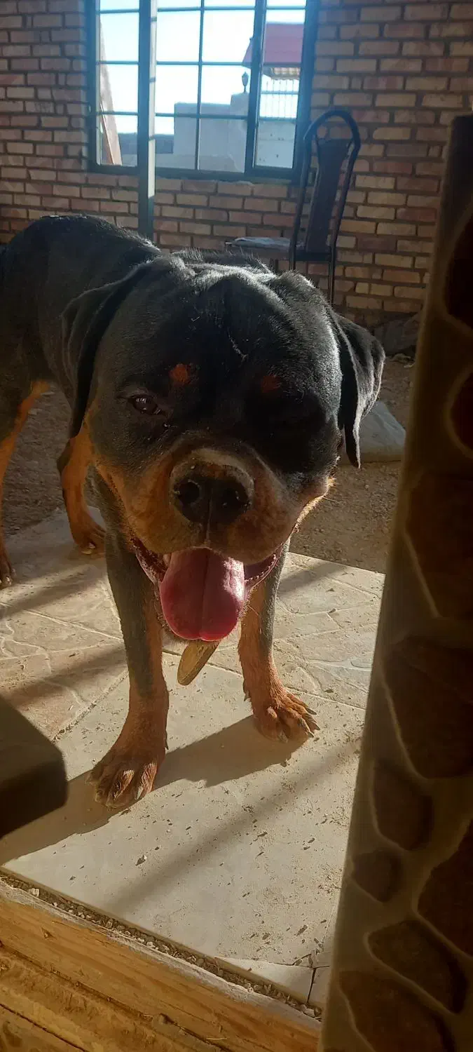 روتوایلر نر کشش|سگ|اصفهان, آبشار|دیوار