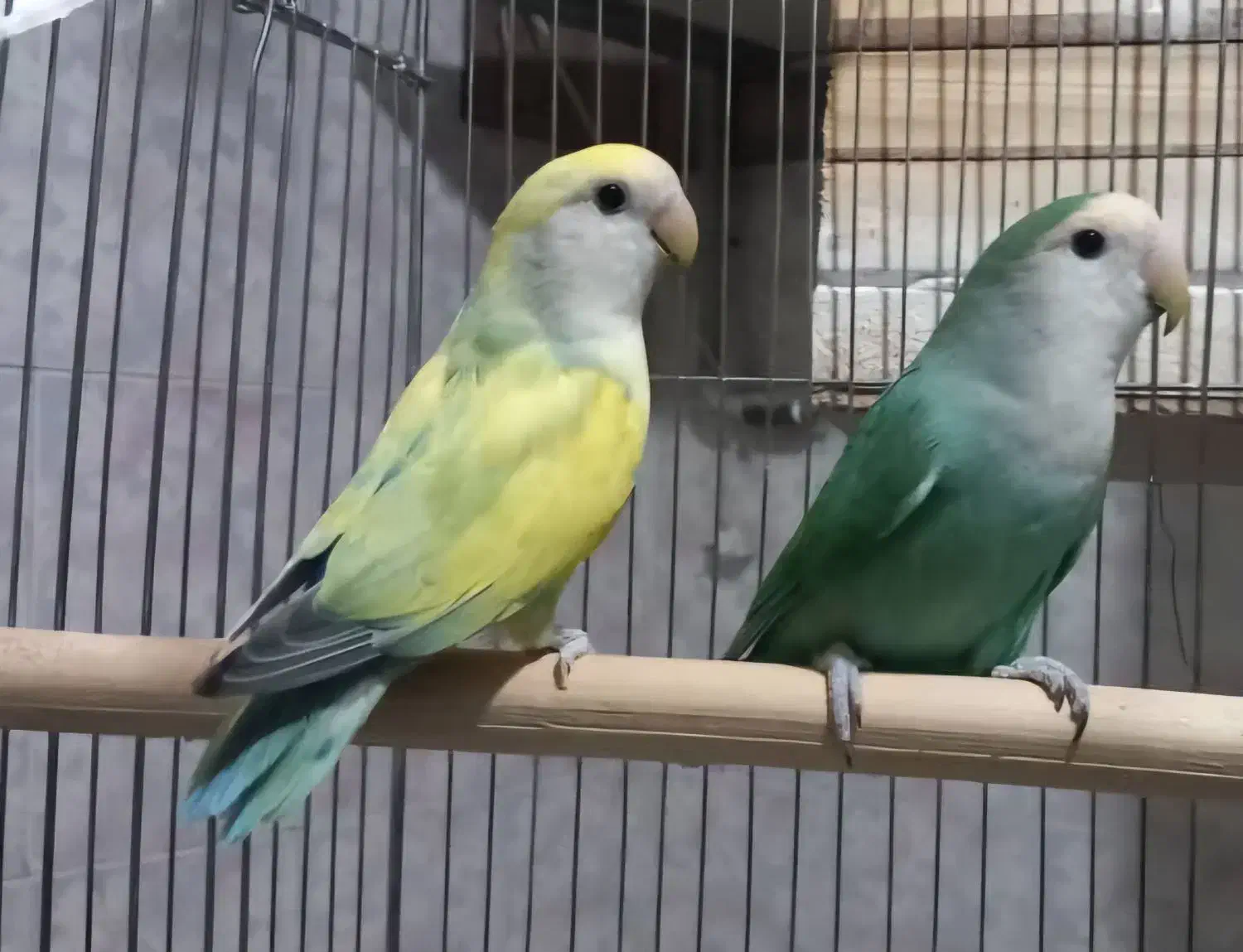 جفت برزیلی|پرنده|شهریار, شهرک وائین|دیوار