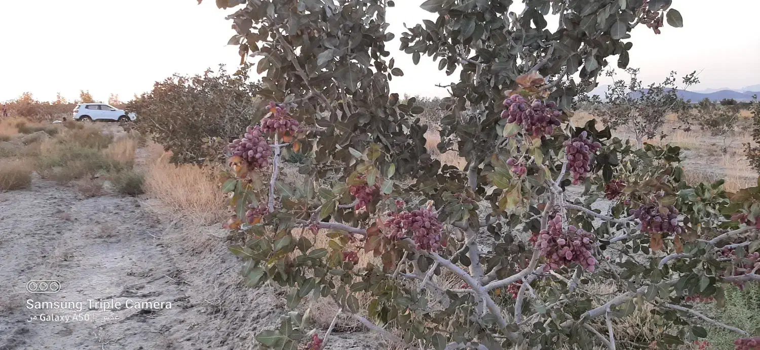 ۱۲ ساعت آب با۴هکتار زمین|فروش زمین و ملک کلنگی|جلگه ماژان, |دیوار