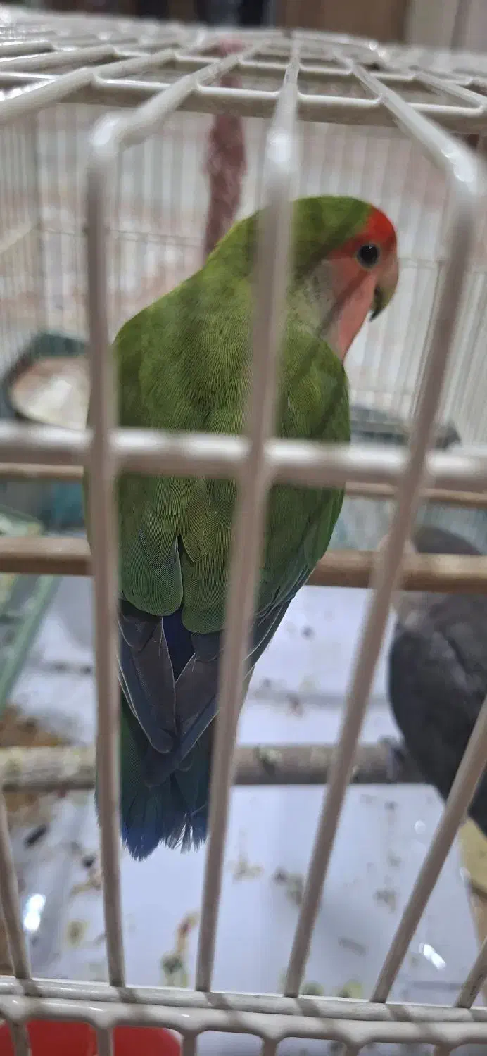 کوتوله برزیلی صورت هلویی|پرنده|فردوسیه, |دیوار