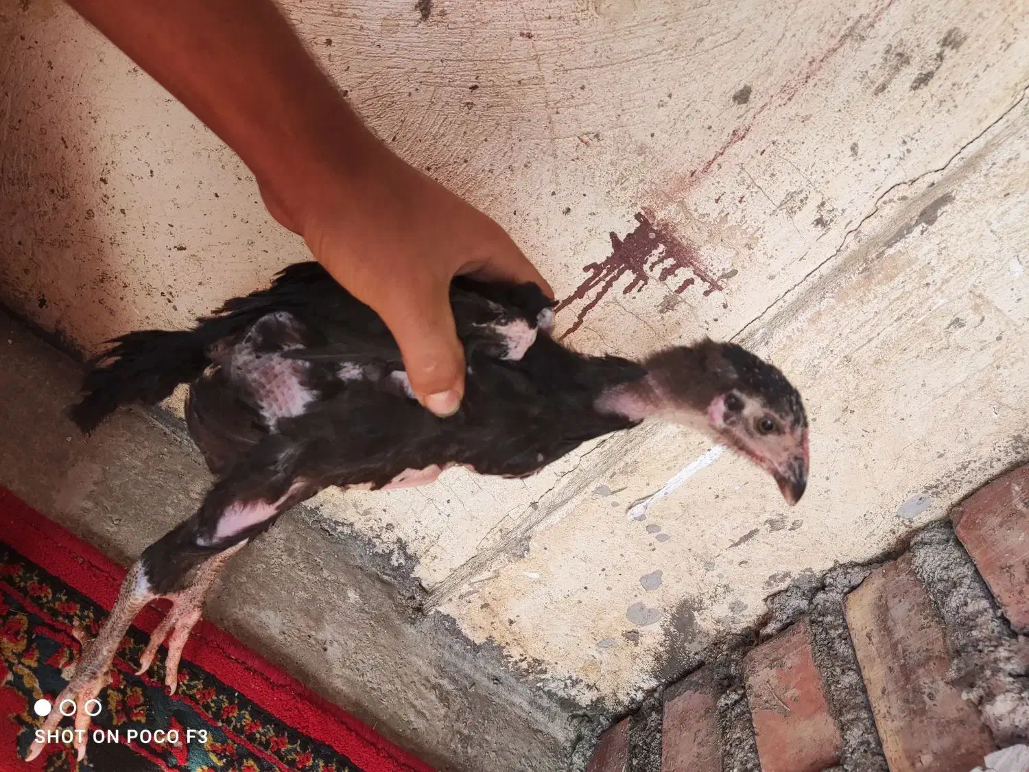 جوجه لاری|حیوانات مزرعه|سنگدوین, |دیوار