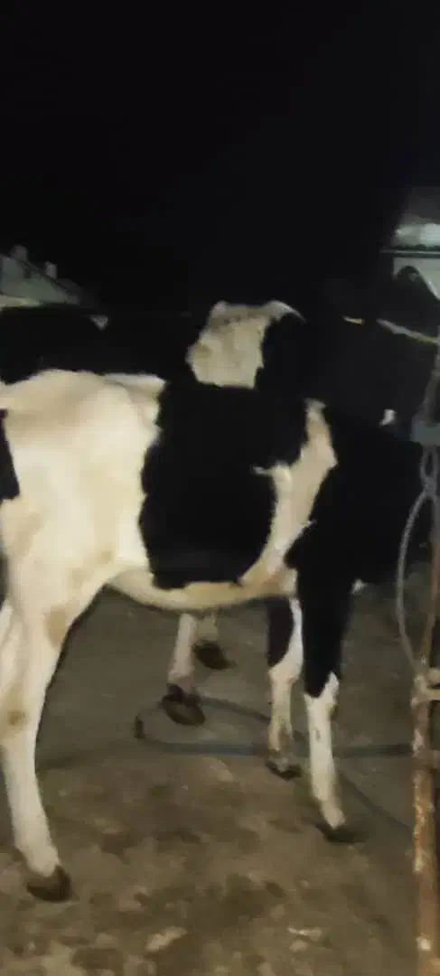 گاو ابستن با گوساله ماده بزرگ|حیوانات مزرعه|شادگان, |دیوار