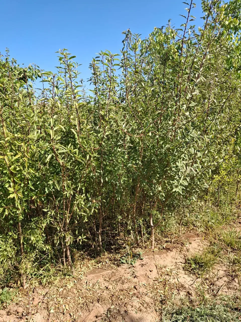 نهال بادام|خدمات باغبانی و درختکاری|سلماس, |دیوار