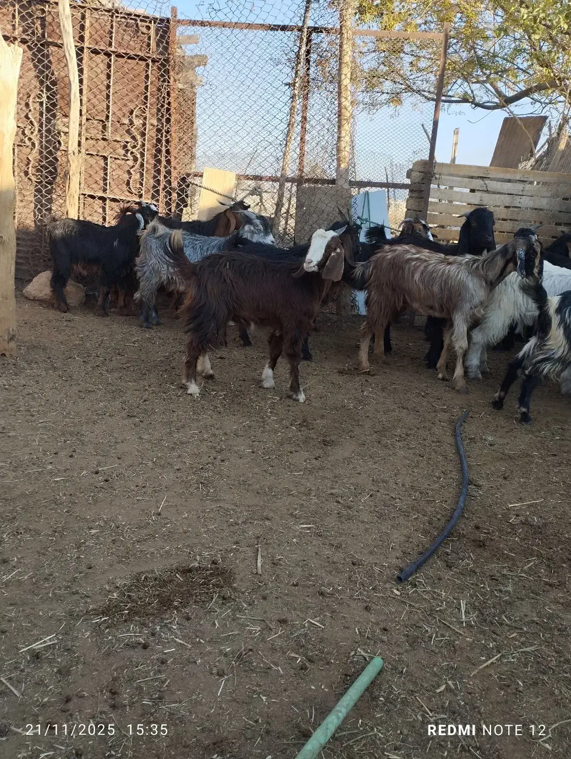 8عدد کهره نرو5عدد ماده|حیوانات مزرعه|جهرم, |دیوار