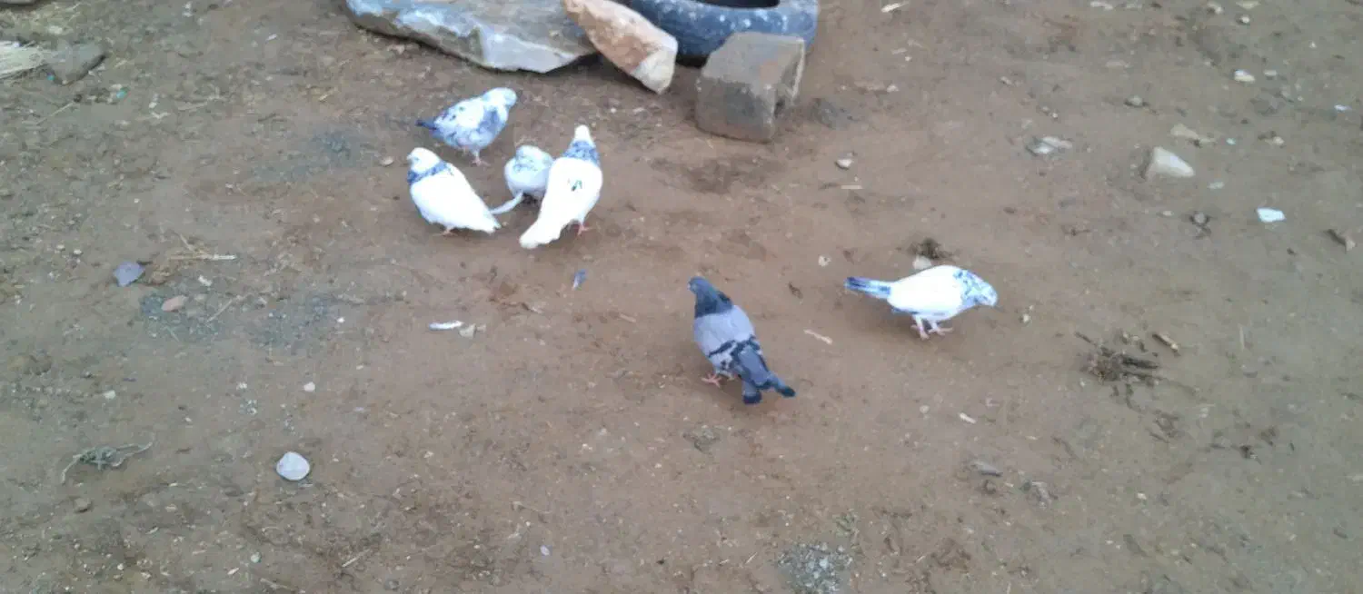 دونی ۴۰۰|پرنده|سقز, |دیوار