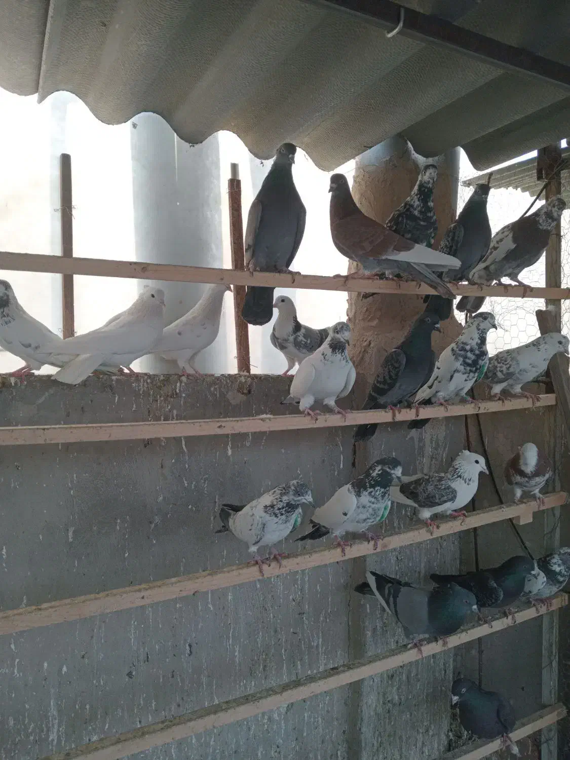 کفتر|پرنده|بهارستان, |دیوار