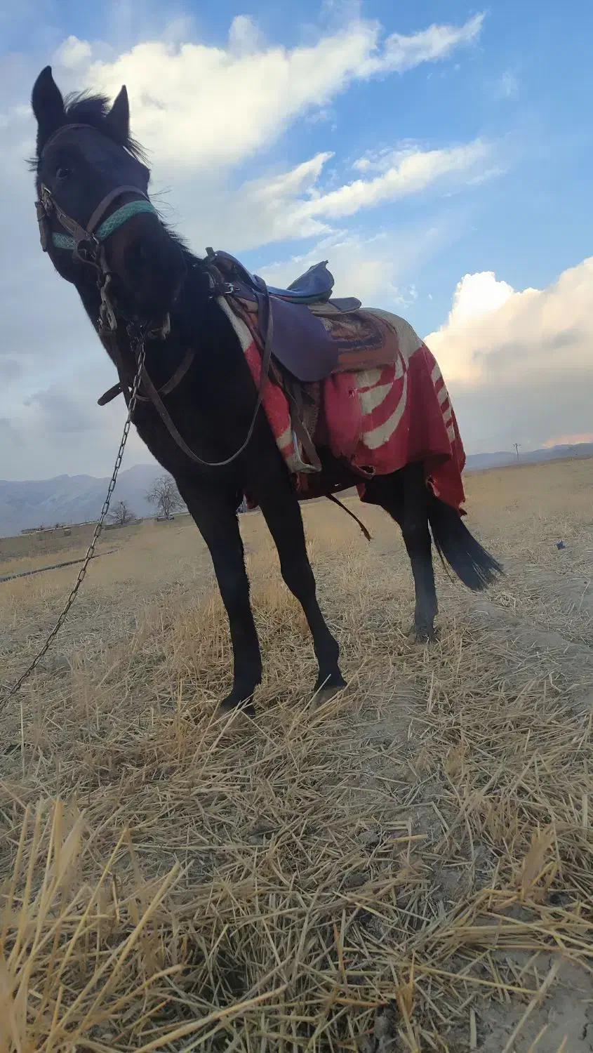 اسب نریون|اسب و تجهیزات اسبسواری|نیشابور, ماروسک|دیوار