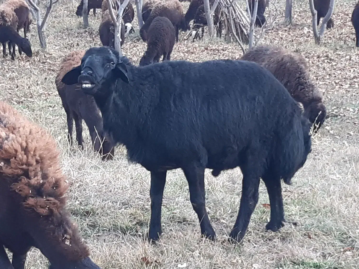 قوچ قره قزل دو دندان|حیوانات مزرعه|زنجان, |دیوار