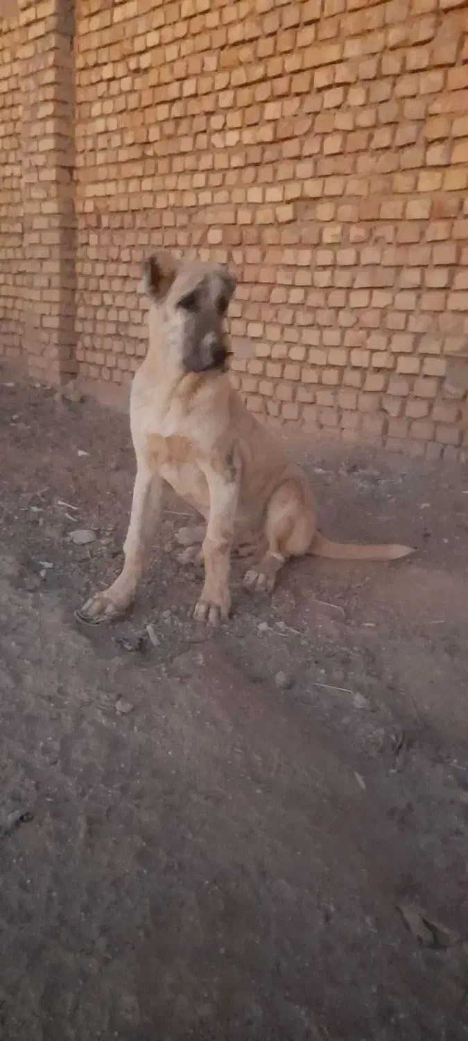 توله اصل خراسانی|سگ|شیراز, شهرک قمشه|دیوار