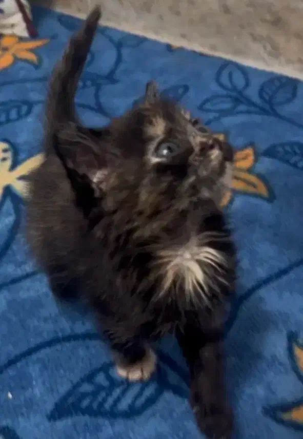 گربه گمشده بامژدگانی|حیوانات|کرج, کمال‌شهر|دیوار