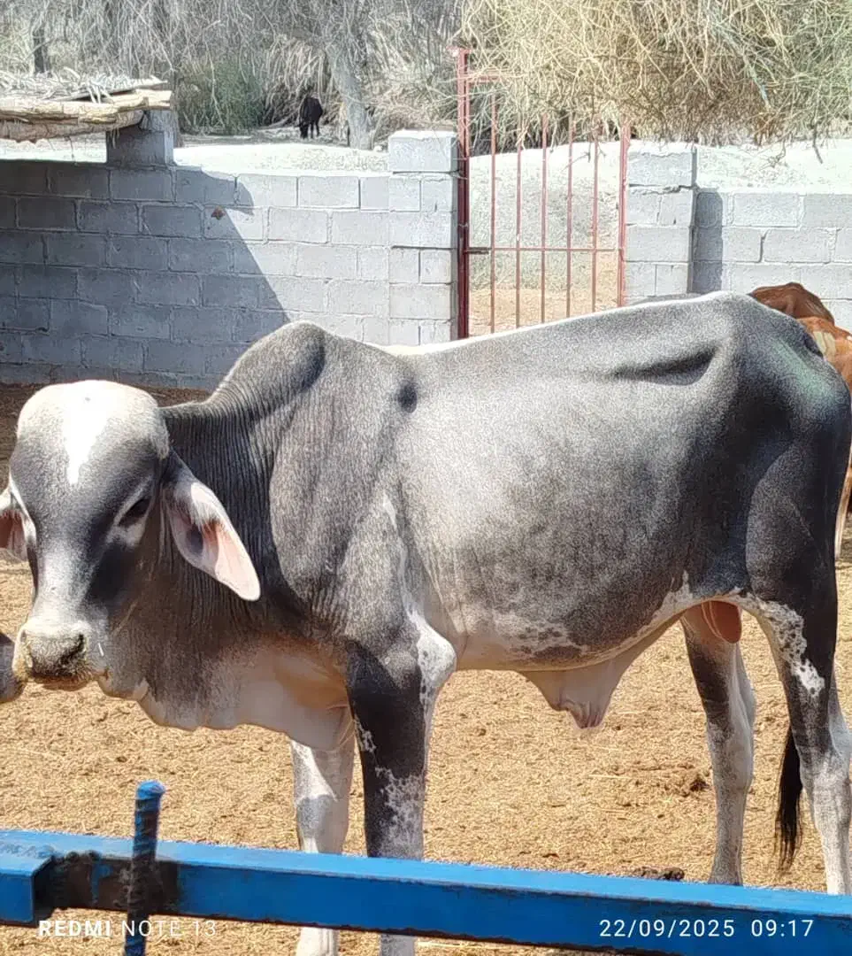 11 عدد گوساله پاکستانی نافی موجود مخصوص پروار|حیوانات مزرعه|میناب, |دیوار