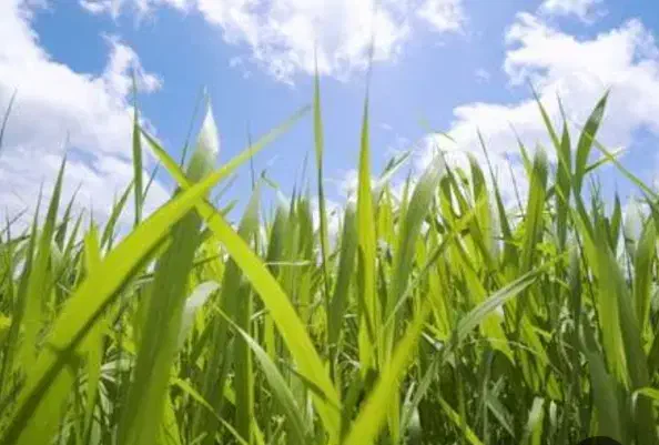 کاشت چمن و هرس درخت|خدمات باغبانی و درختکاری|ارومیه, |دیوار