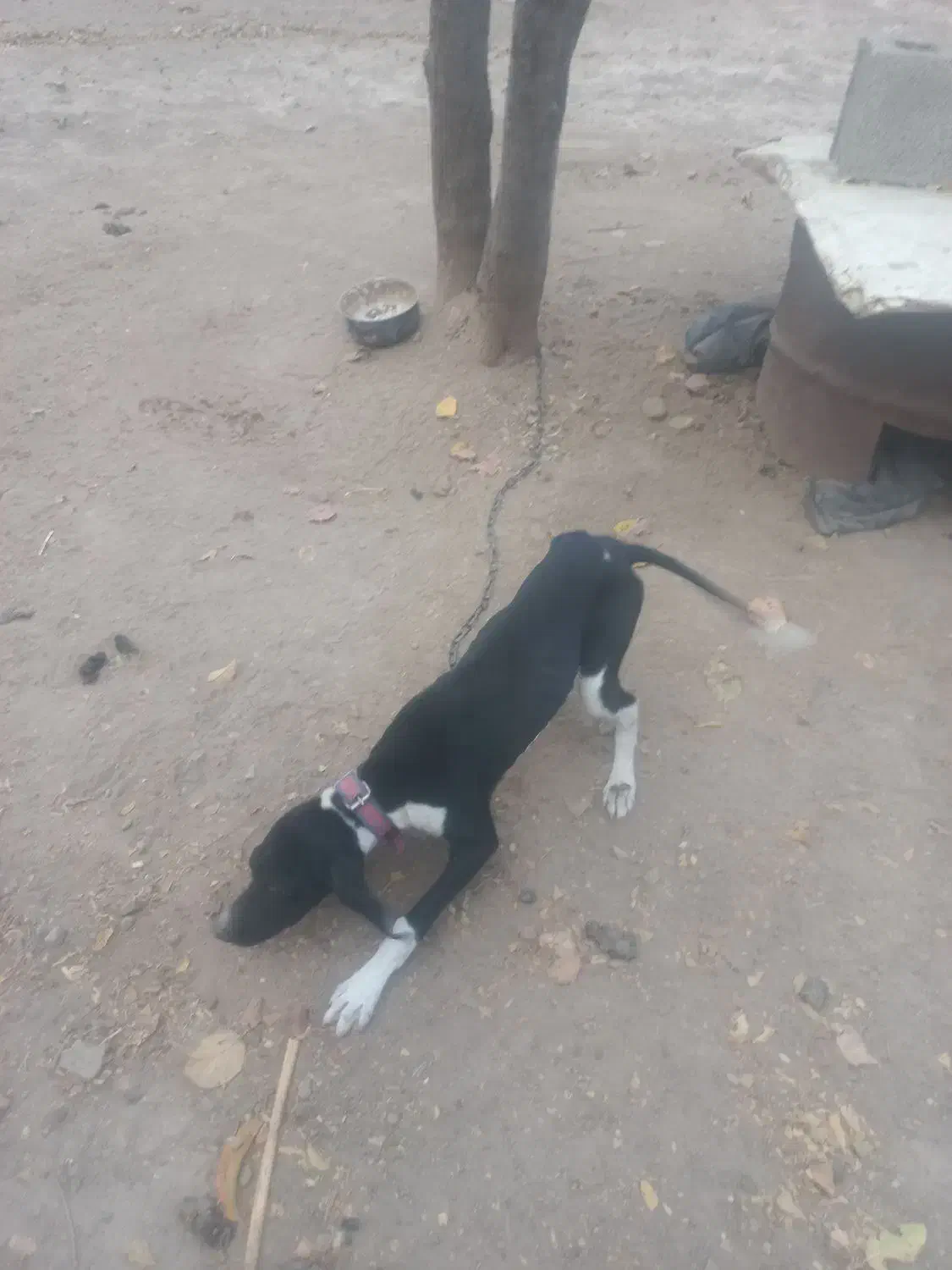 توله میکس|سگ|گلی داغ, |دیوار