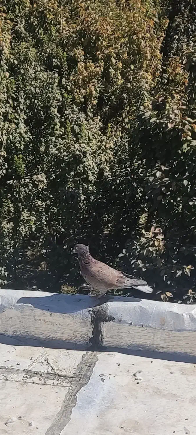 کفتر|پرنده|چهارباغ, |دیوار