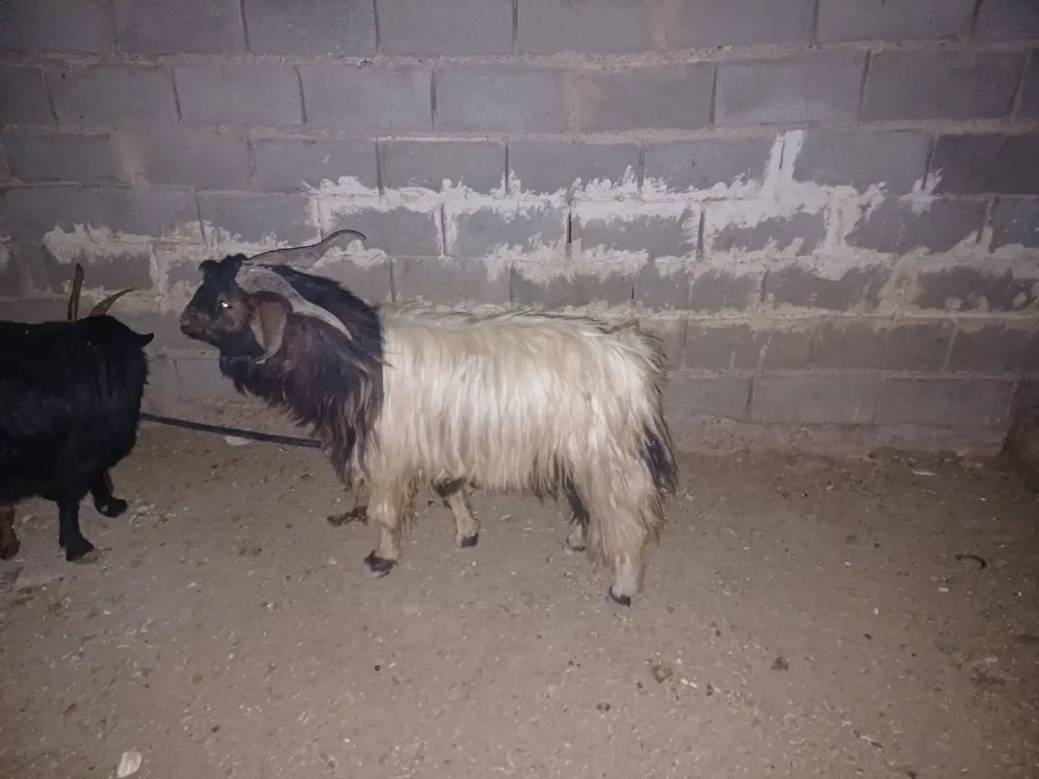 بز و کهره|حیوانات مزرعه|زرقان, |دیوار