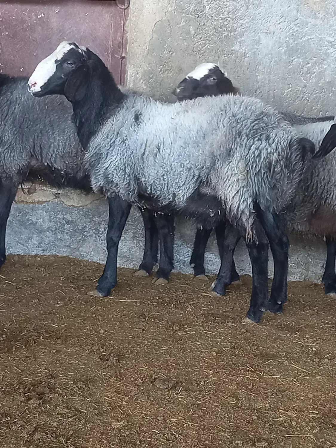 قوچ|حیوانات مزرعه|کهریزک, |دیوار