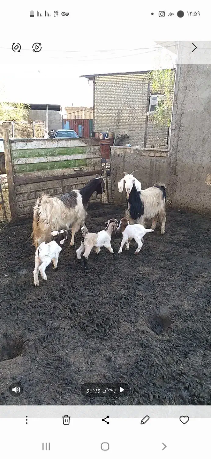 دوراس بز دوقلو شیروار|حیوانات مزرعه|بروجرد, |دیوار