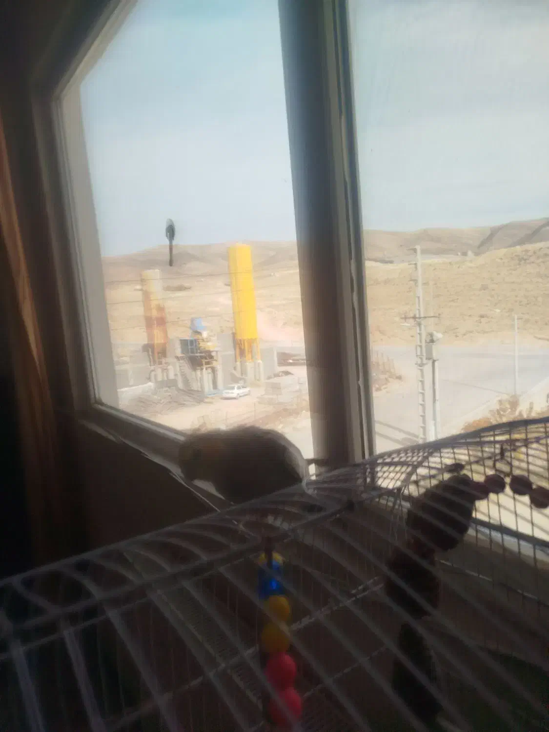 عروس هلندی نر سخنگو|پرنده|صدرا-فارس, فاز ۱|دیوار