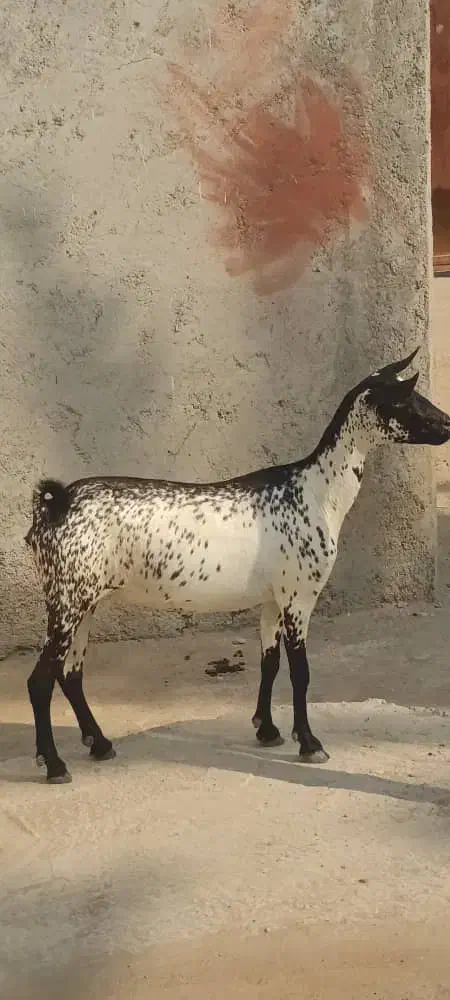 بز صلاله نقشی دوقلوزا|حیوانات مزرعه|بندرعباس, |دیوار