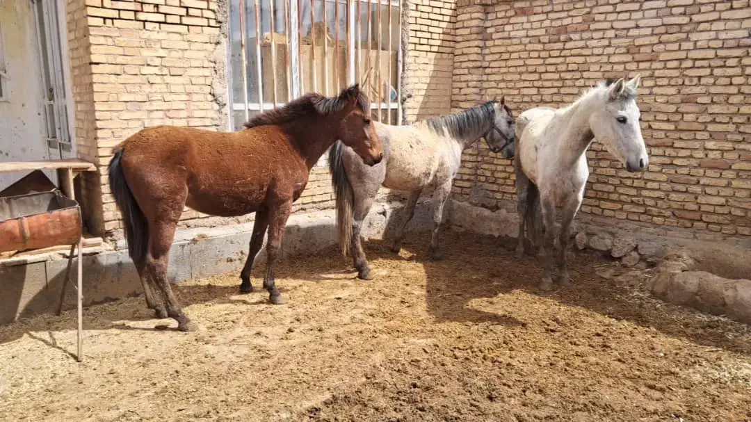 اسب|اسب و تجهیزات اسب‌سواری|جوانرود, |دیوار