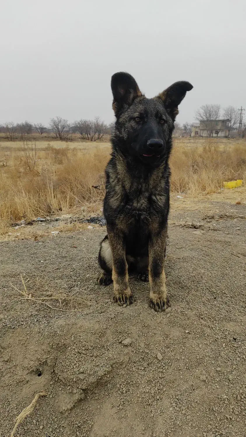 سگ نگهبان ورک لاین|سگ|احمدآبادمستوفی, |دیوار