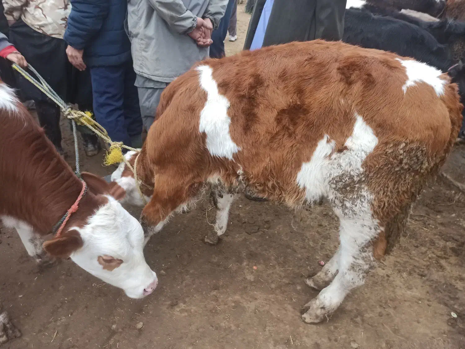 خریدفروش گوساله|حیوانات مزرعه|سیمین شهر, |دیوار