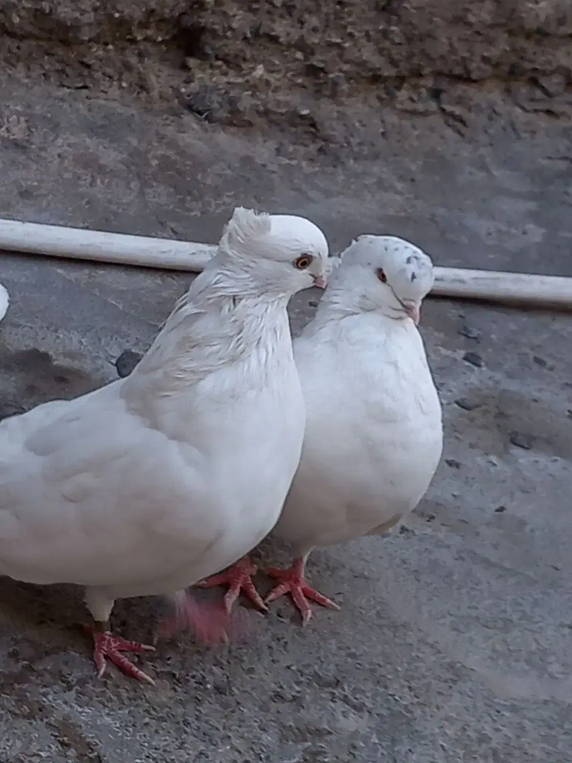 سفیدچشم زرد|پرنده|جیرفت, |دیوار