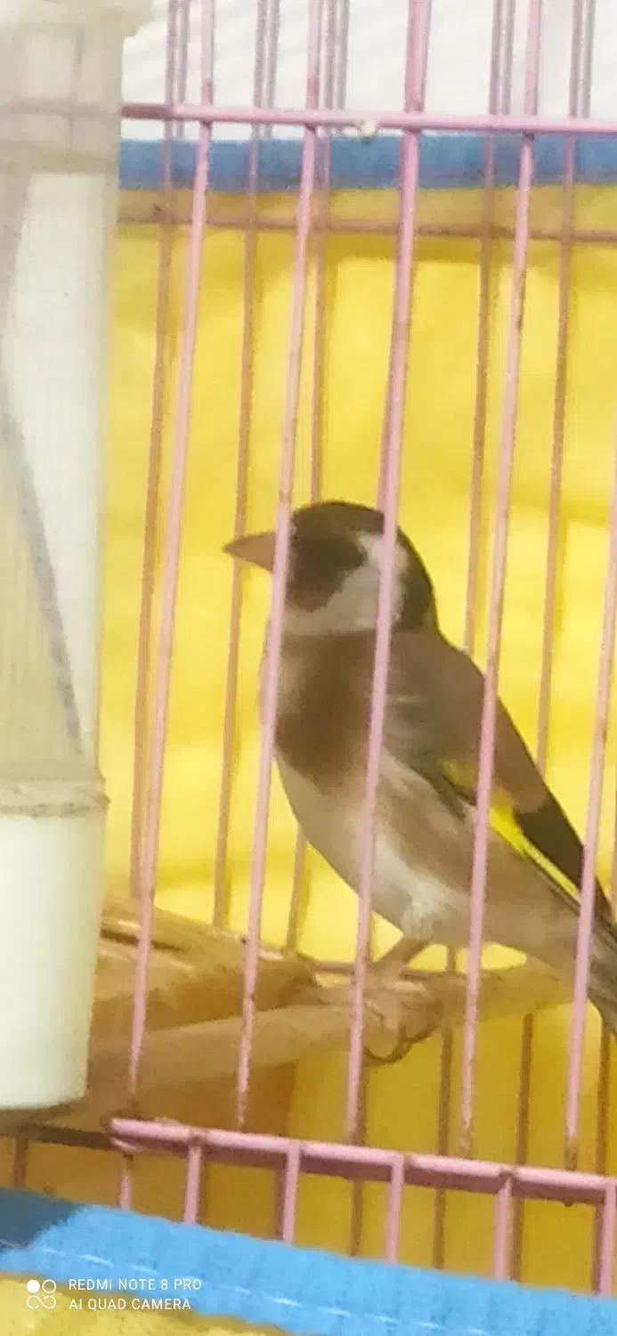 سهره|پرنده|رشت, پیرکلاچای|دیوار