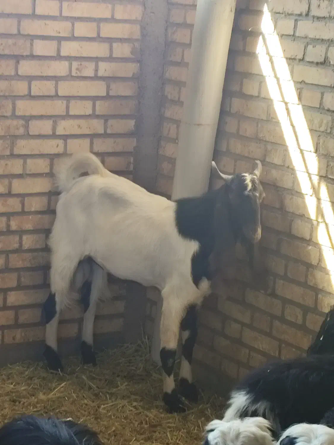 گوسفند عوسی و بز نر|حیوانات مزرعه|خرمشهر, |دیوار