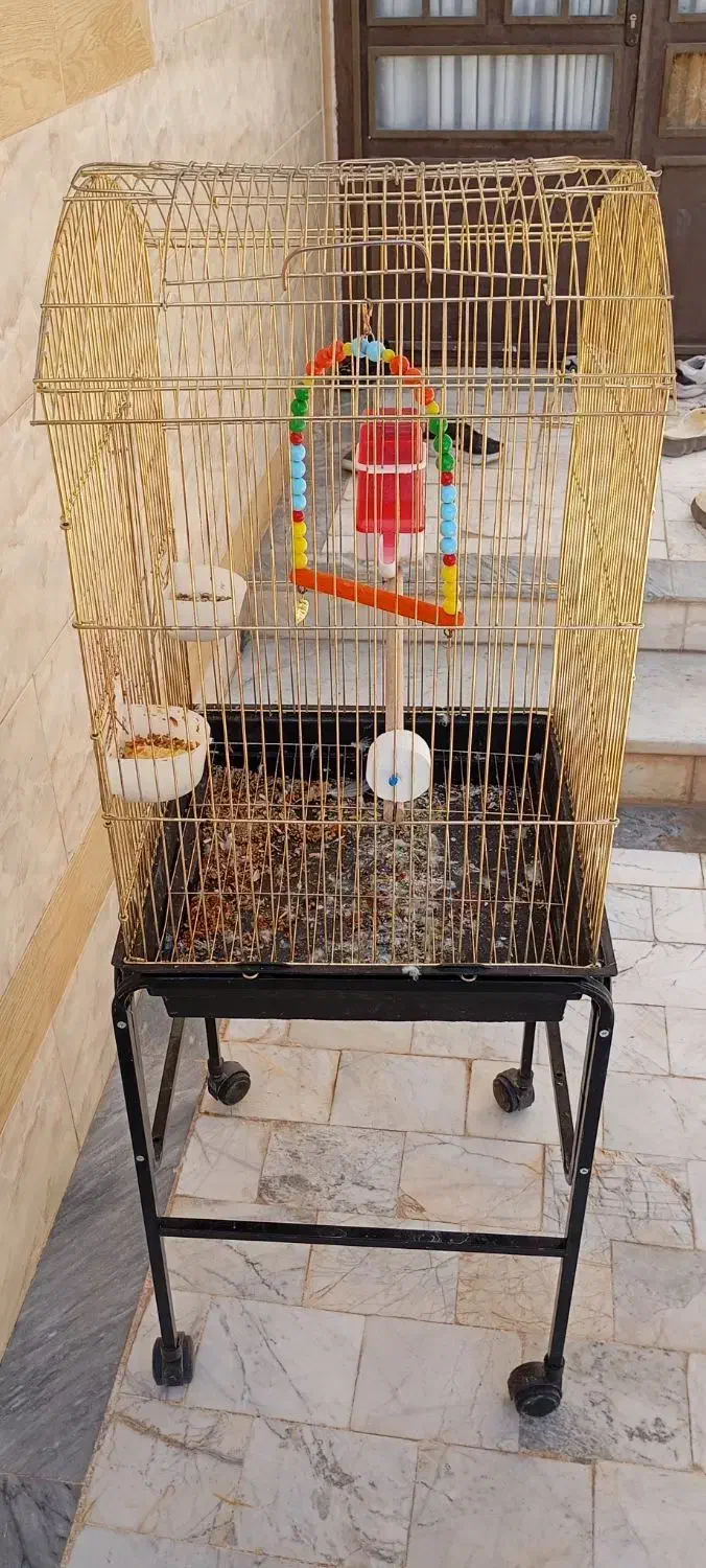 قفس فروشی|لوازم جانبی حیوانات|طبس, |دیوار