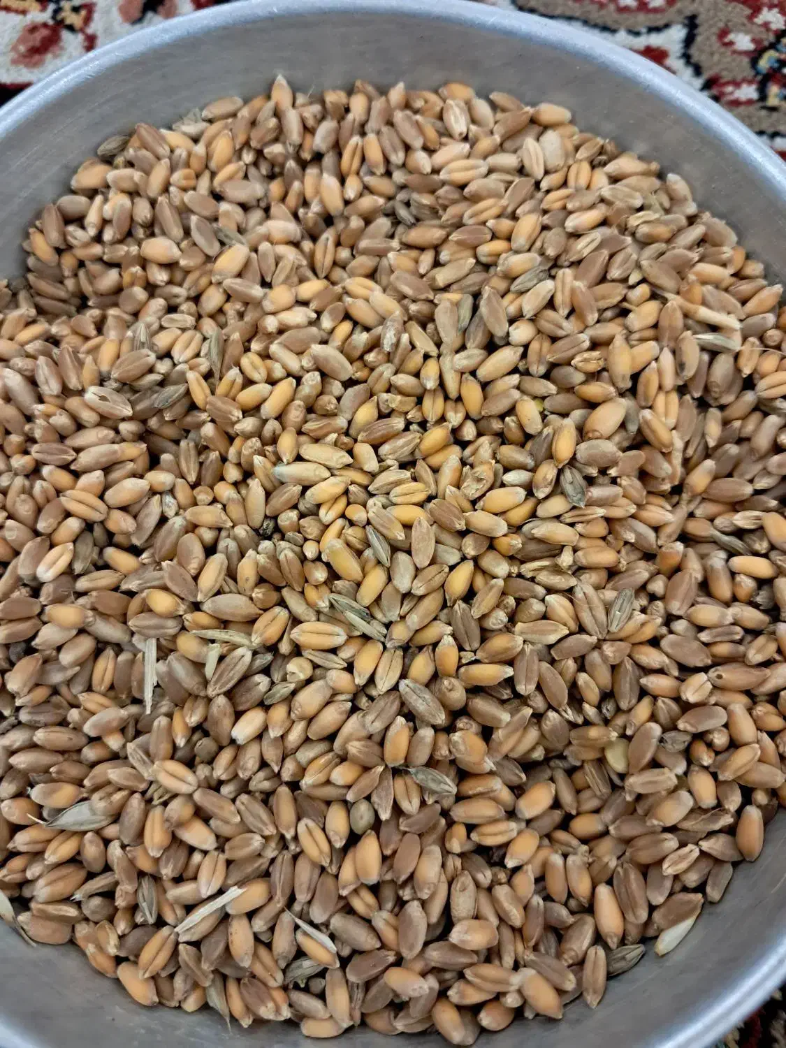 گندم|لوازم جانبی حیوانات|رشت, کوی مهر|دیوار